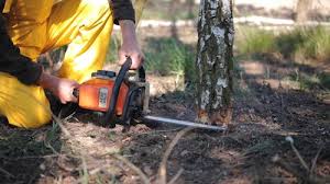 Best Emergency Tree Removal  in Princeton, MO