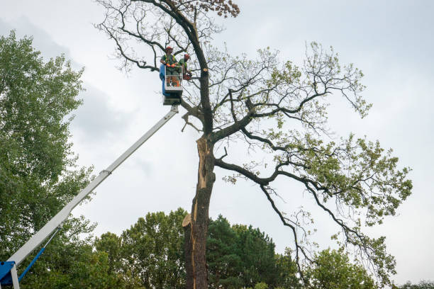 Reliable Princeton, MO Tree Care  Solutions